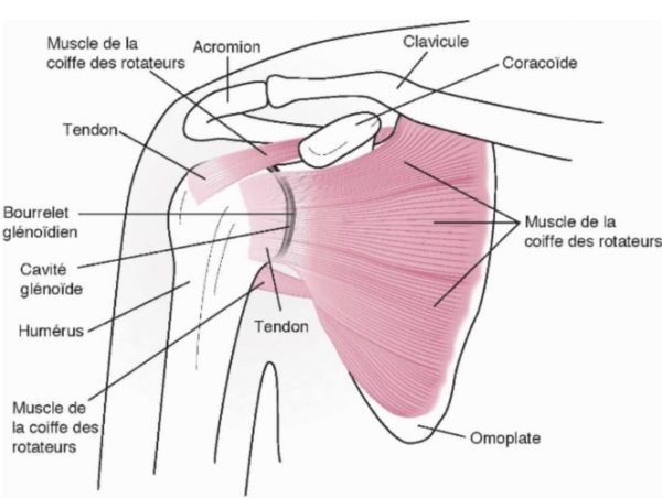 Traitement Des Pathologies De L Paule Capsulite Luxation